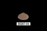 藏品(抱蛤)的圖片